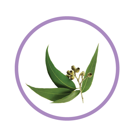 Premium Plant