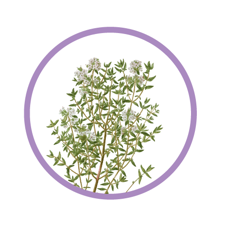Premium Plant
