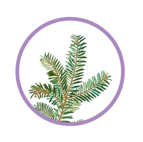 Premium Plant
