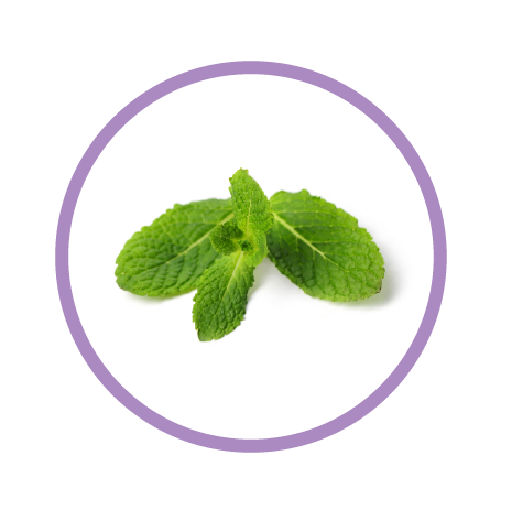 Premium Plant